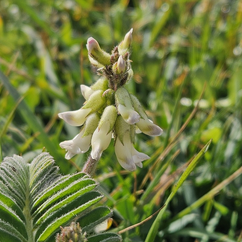 Astragalus nuttallii var. nuttallii
