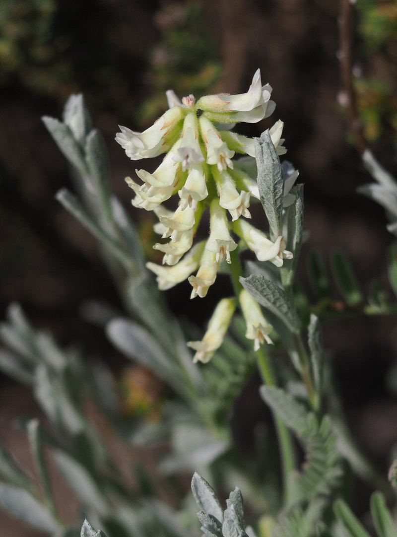 Astragalus nuttallii var. nuttallii photo 2