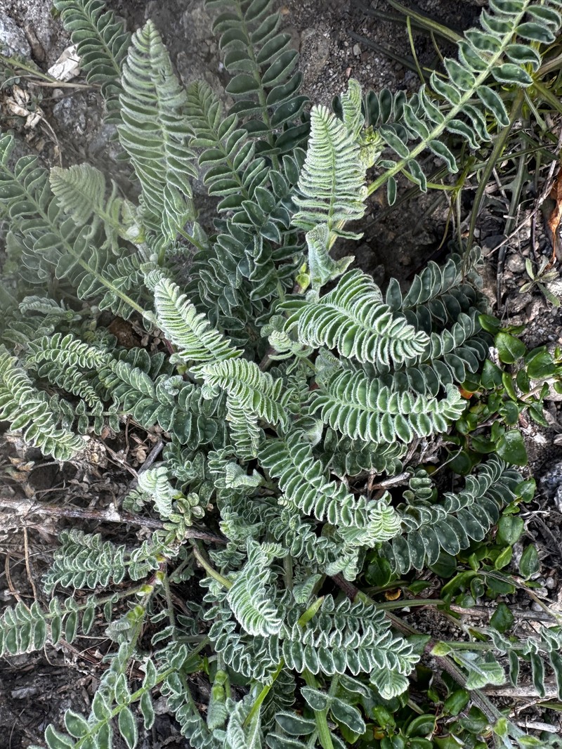Astragalus nuttallii var. nuttallii photo 3