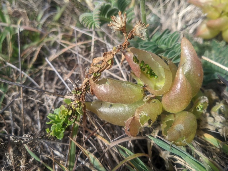 Astragalus nuttallii var. nuttallii photo 4