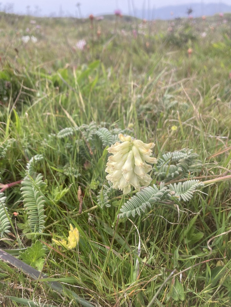 Astragalus nuttallii var. nuttallii photo 5