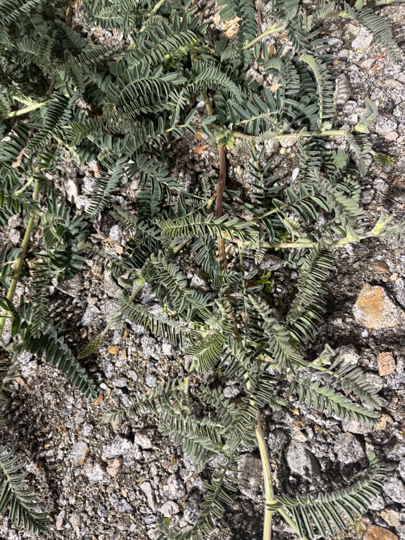 Astragalus nuttallii var. nuttallii photo 6
