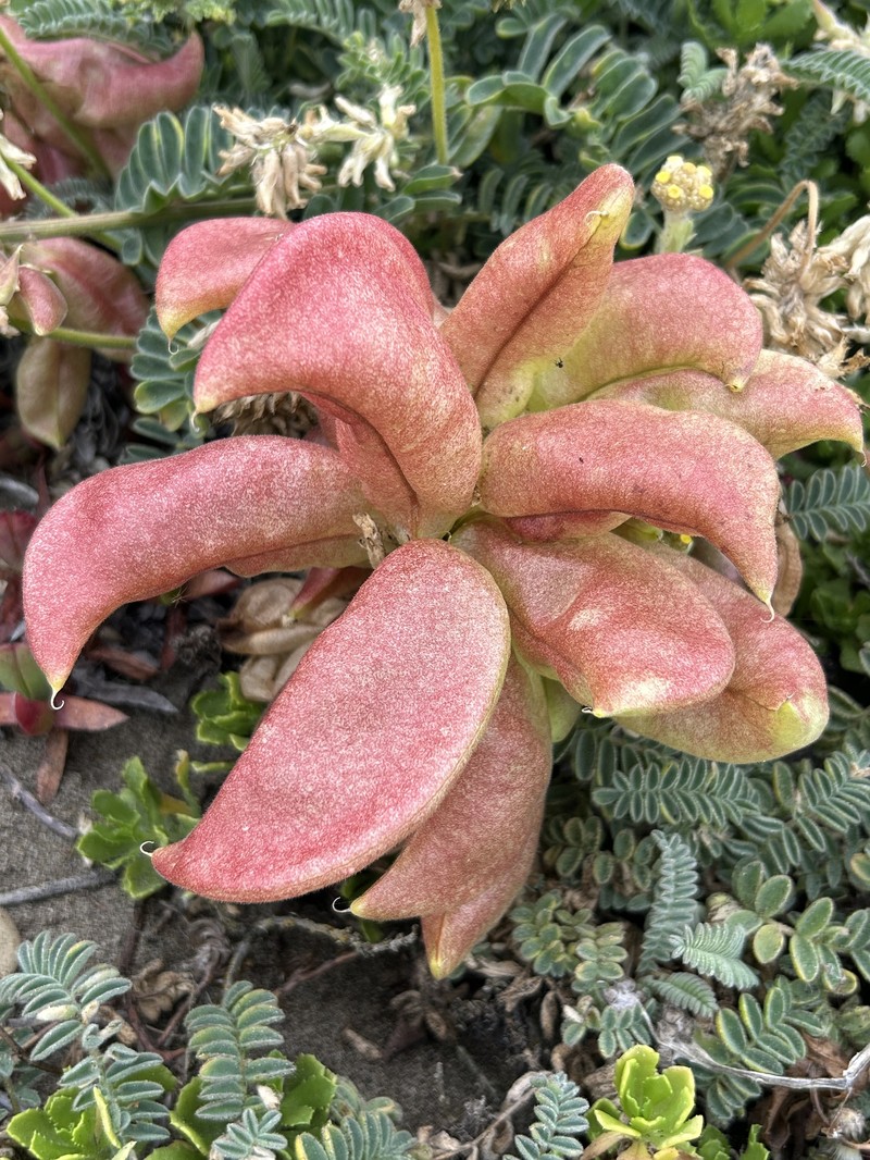 Astragalus nuttallii var. nuttallii photo 7