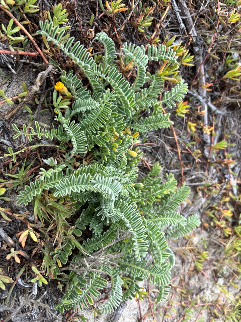 Astragalus nuttallii var. nuttallii photo 8