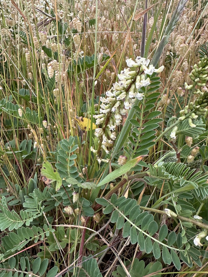 Astragalus nuttallii var. virgatus