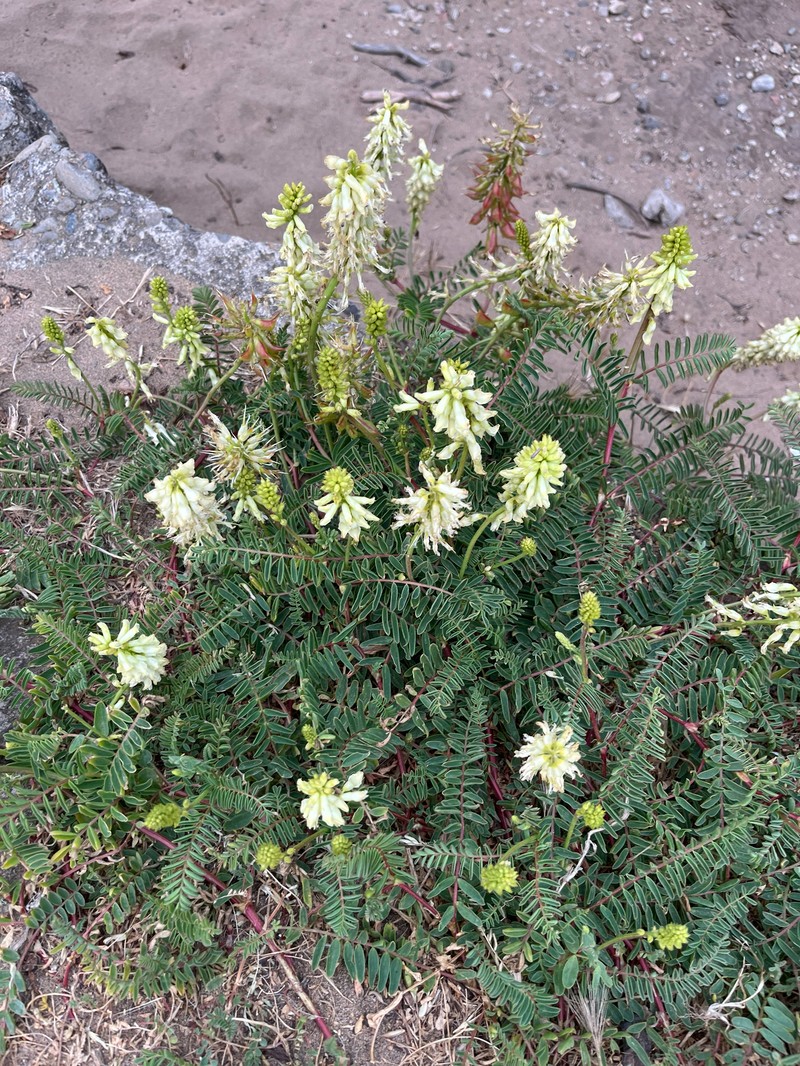 Astragalus nuttallii var. virgatus photo 3