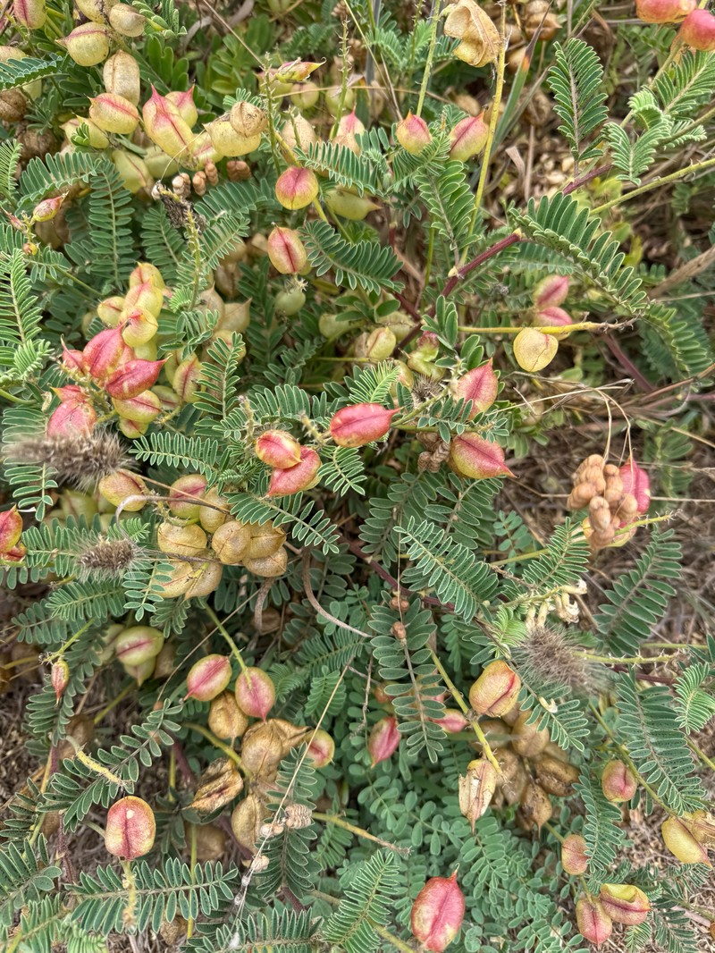 Astragalus nuttallii var. virgatus photo 4