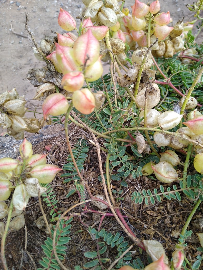 Astragalus nuttallii var. virgatus photo 5
