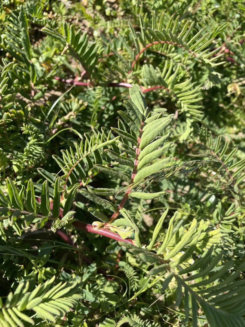 Astragalus nuttallii var. virgatus photo 6