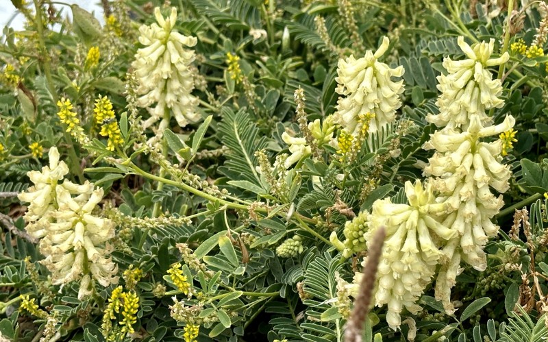 Astragalus nuttallii var. virgatus photo 7