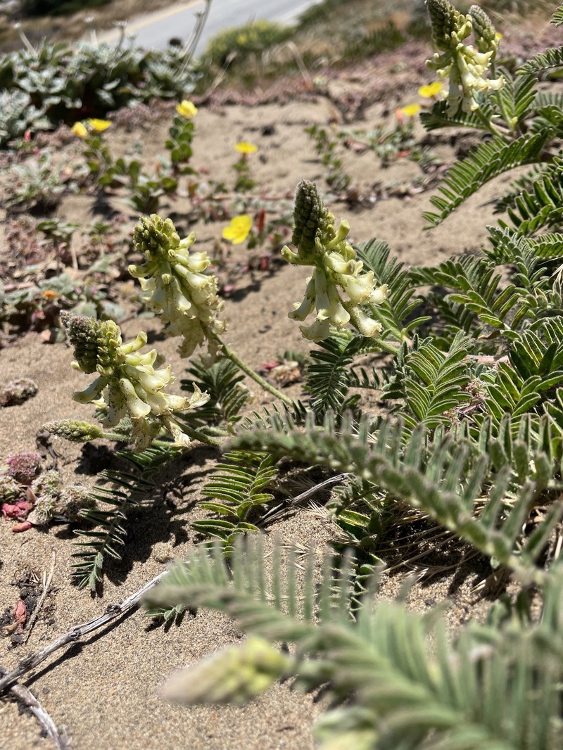 Astragalus nuttallii var. virgatus photo 8