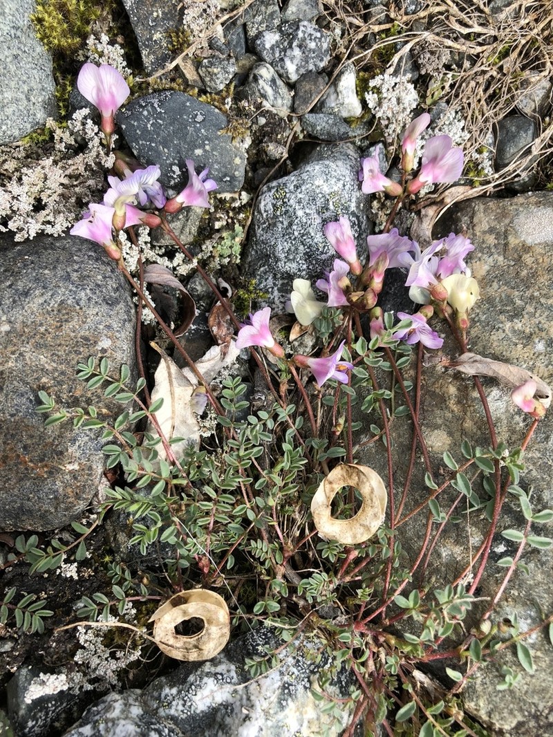 Nutzotin Milkvetch