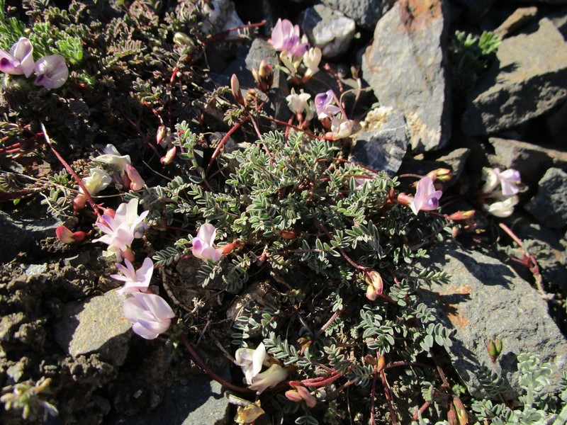 Nutzotin Milkvetch photo 3