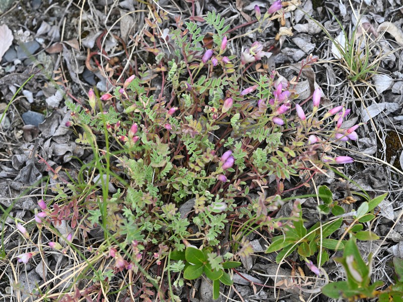 Nutzotin Milkvetch photo 4
