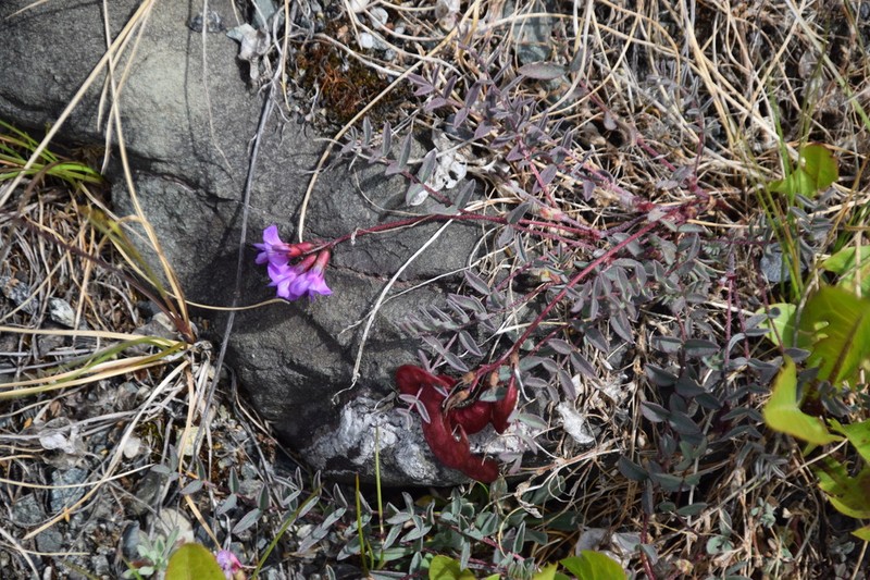 Nutzotin Milkvetch photo 5