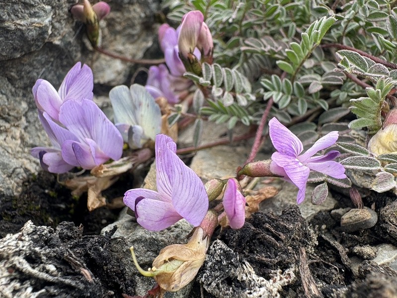 Nutzotin Milkvetch photo 6