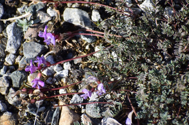 Nutzotin Milkvetch photo 7