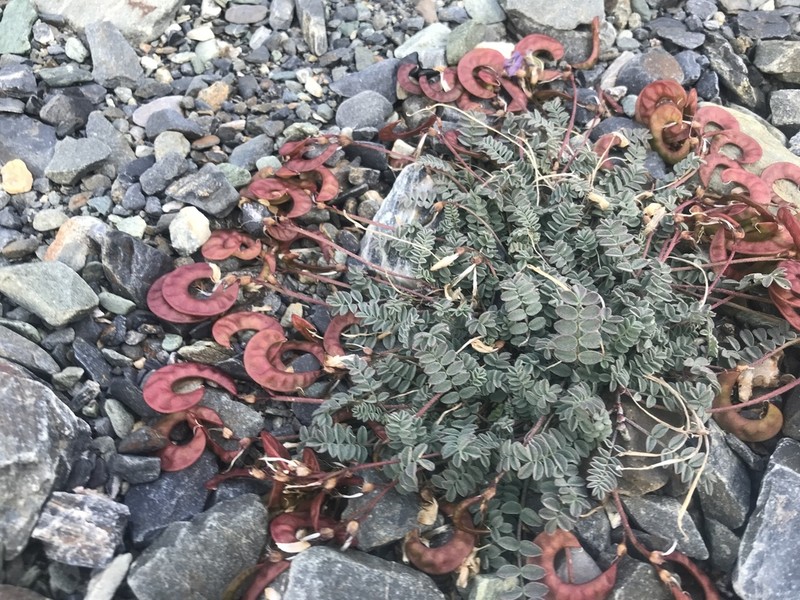 Nutzotin Milkvetch photo 8