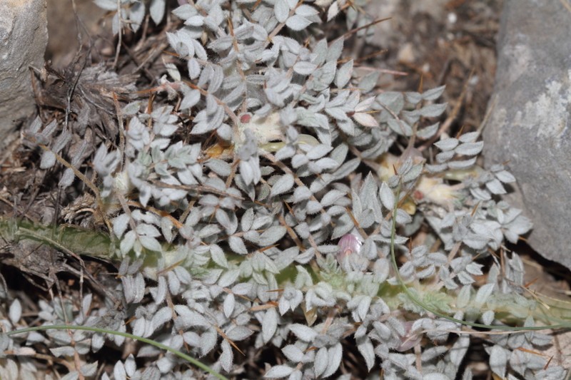 Astragalus nydeggeri