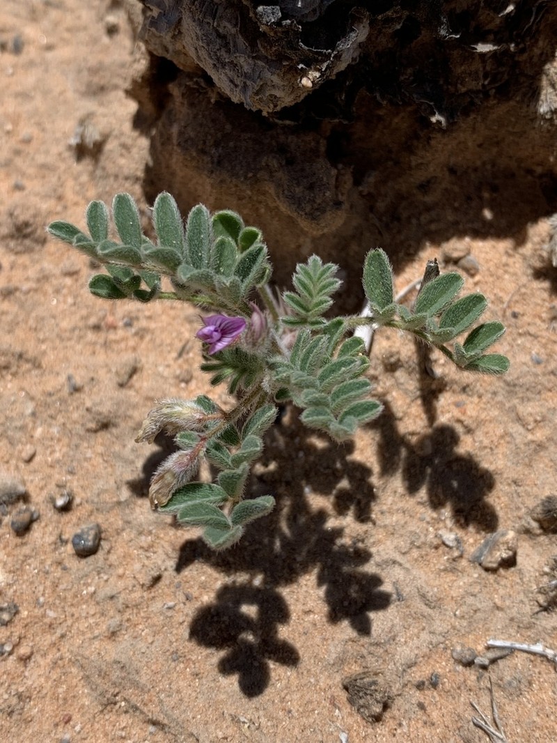 Nye Milkvetch