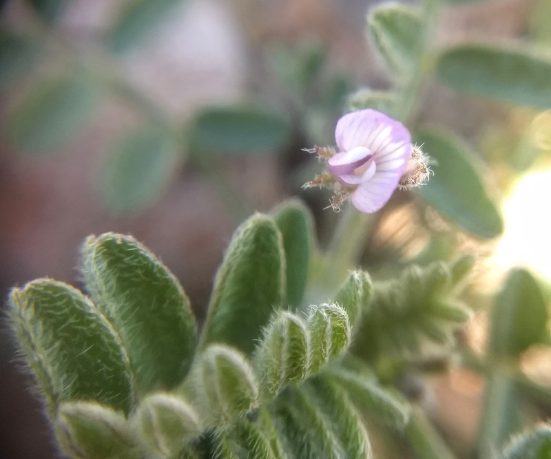 Nye Milkvetch photo 2