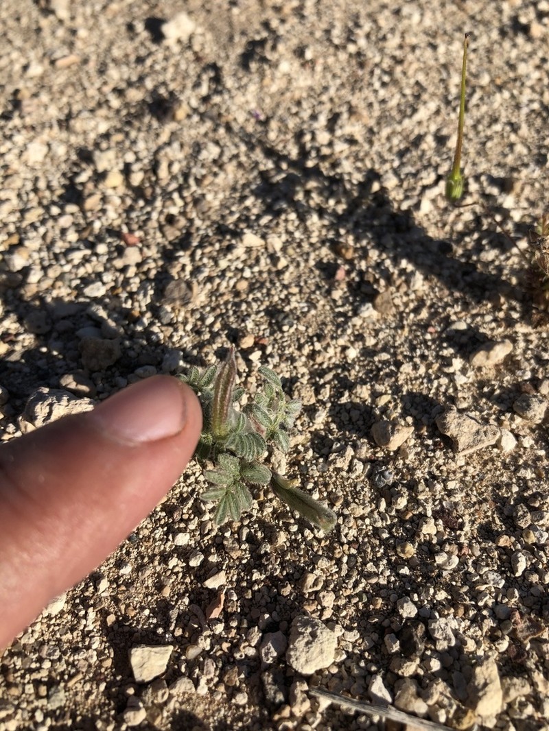 Nye Milkvetch photo 3