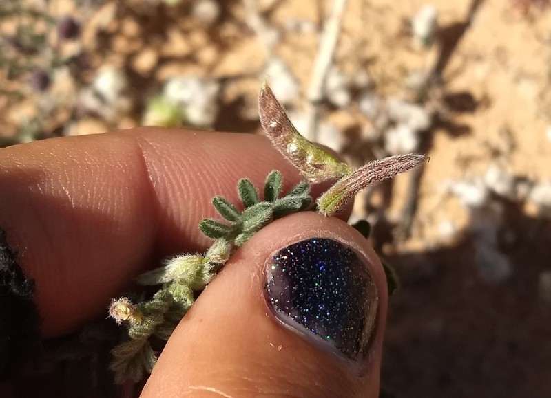 Nye Milkvetch photo 4