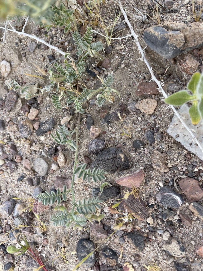 Nye Milkvetch photo 5