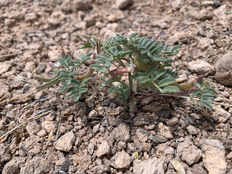 Nye Milkvetch photo 6