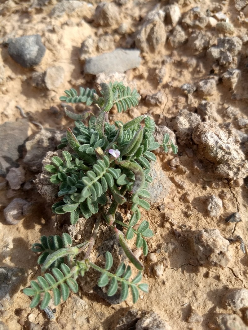 Nye Milkvetch photo 7