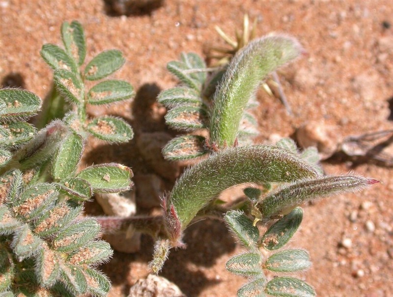 Nye Milkvetch photo 8