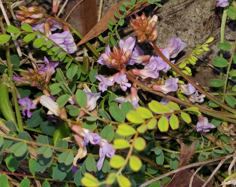 Florida Milkvetch