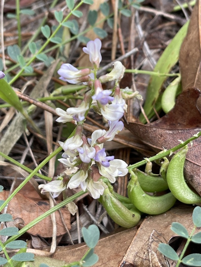 Florida Milkvetch photo 2
