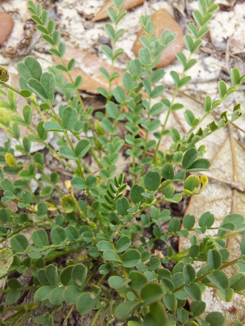 Florida Milkvetch photo 3