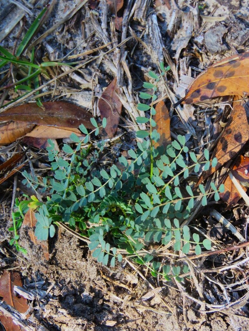 Florida Milkvetch photo 4