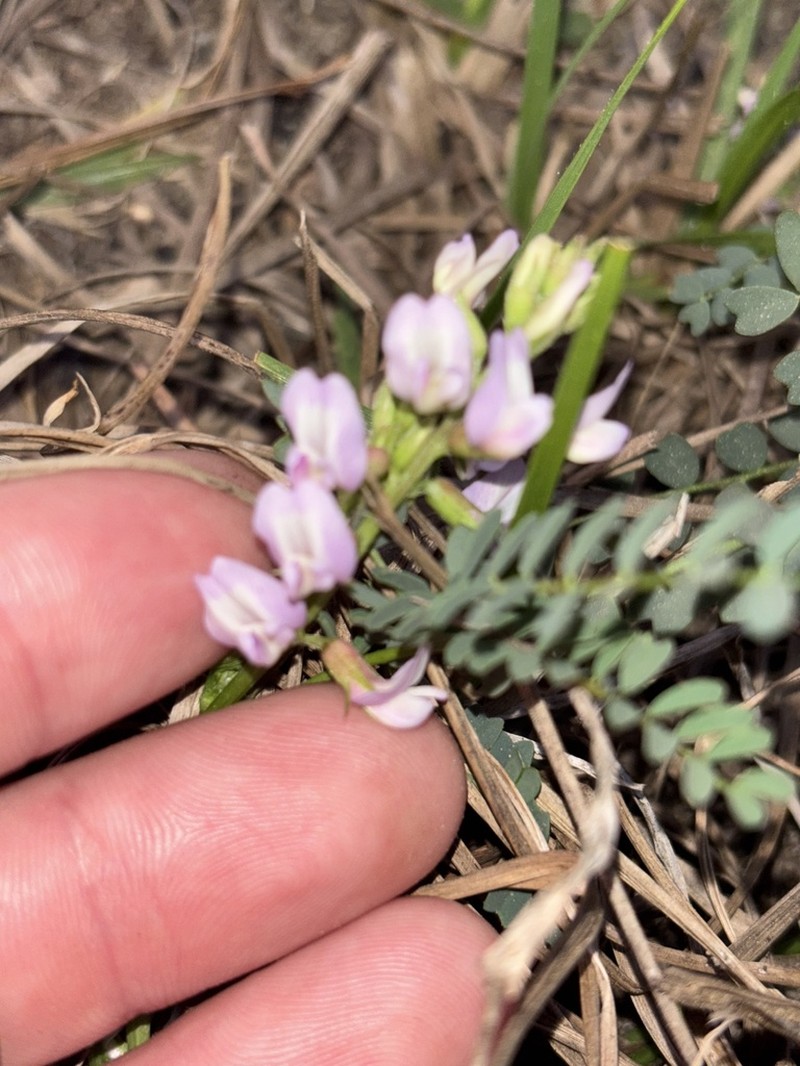 Florida Milkvetch photo 5