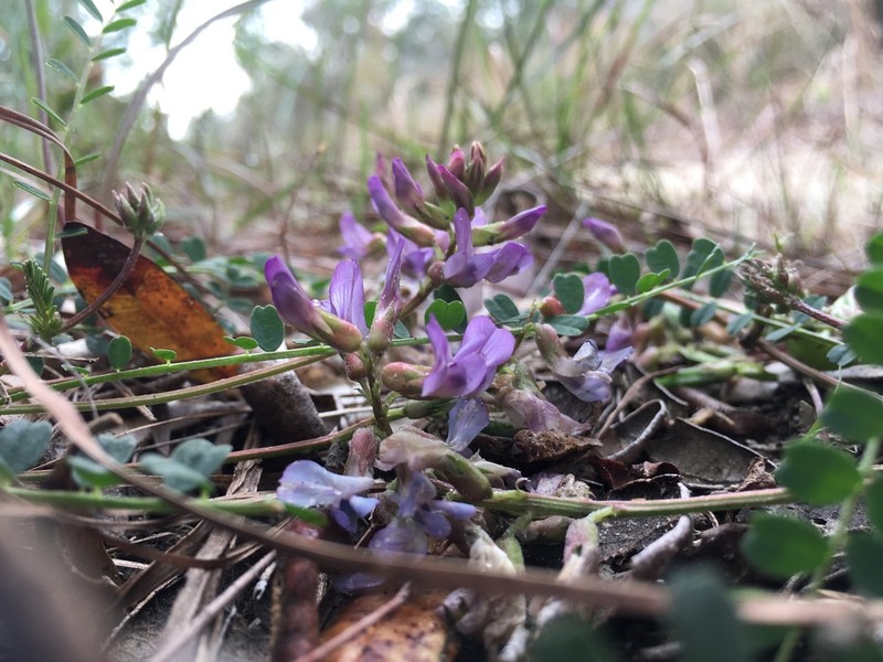 Florida Milkvetch photo 6