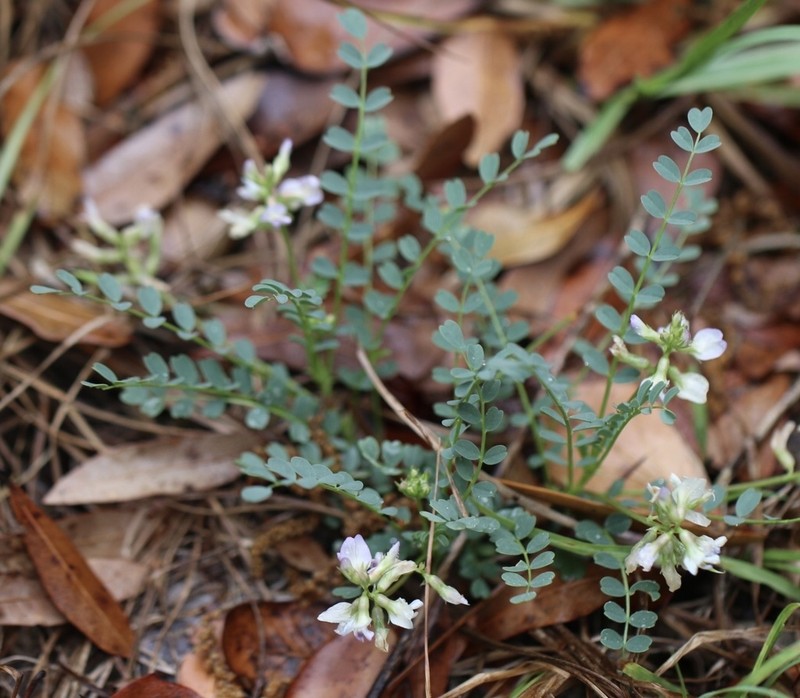 Florida Milkvetch photo 7