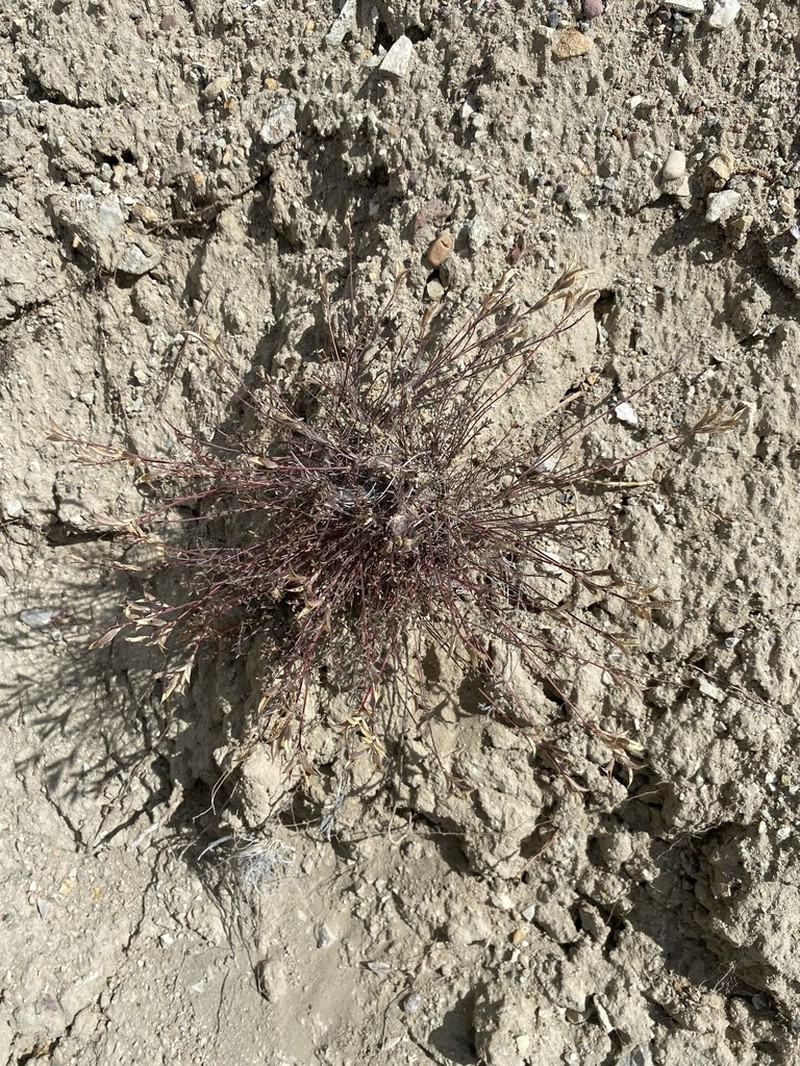 Arcane Milkvetch photo 2