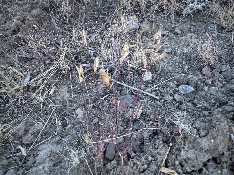 Arcane Milkvetch photo 3
