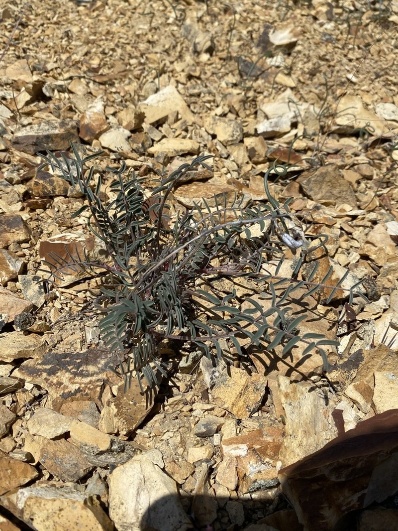 Arcane Milkvetch photo 4