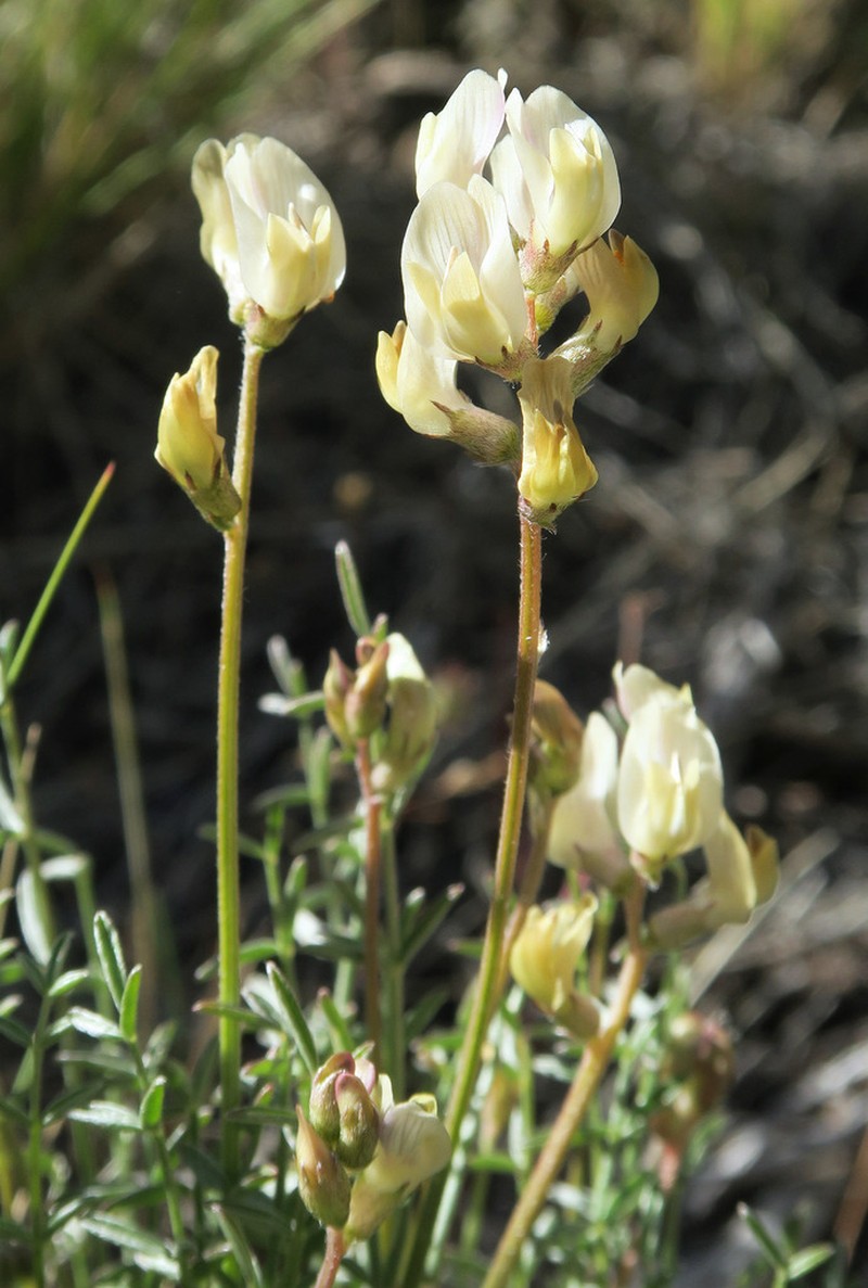 Arcane Milkvetch photo 5