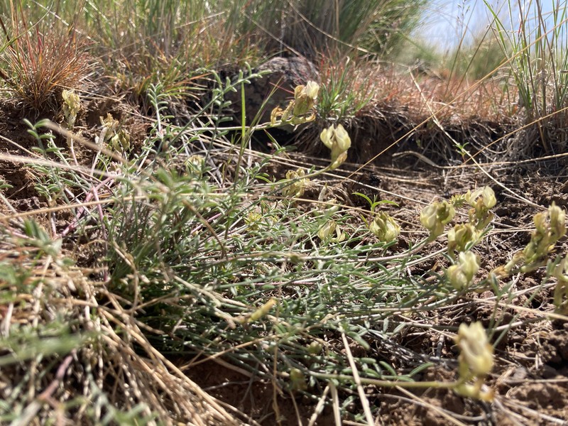 Arcane Milkvetch photo 6