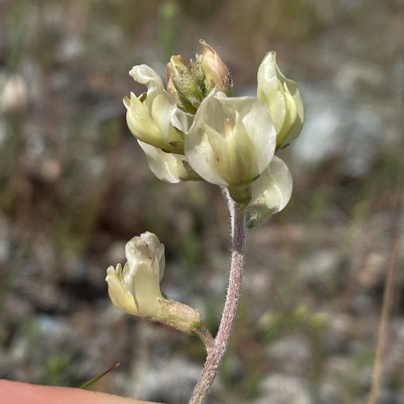 Arcane Milkvetch photo 7