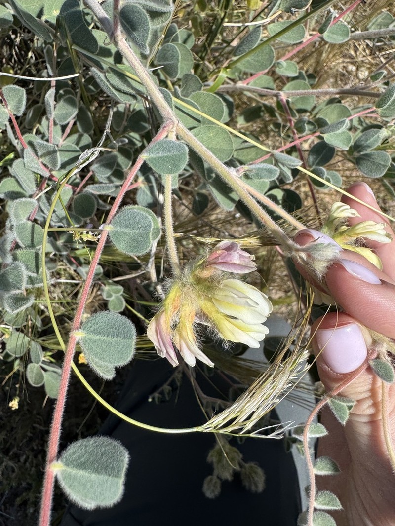 Astragalus obtusifolius photo 2