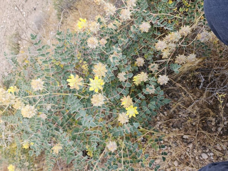 Astragalus obtusifolius photo 3