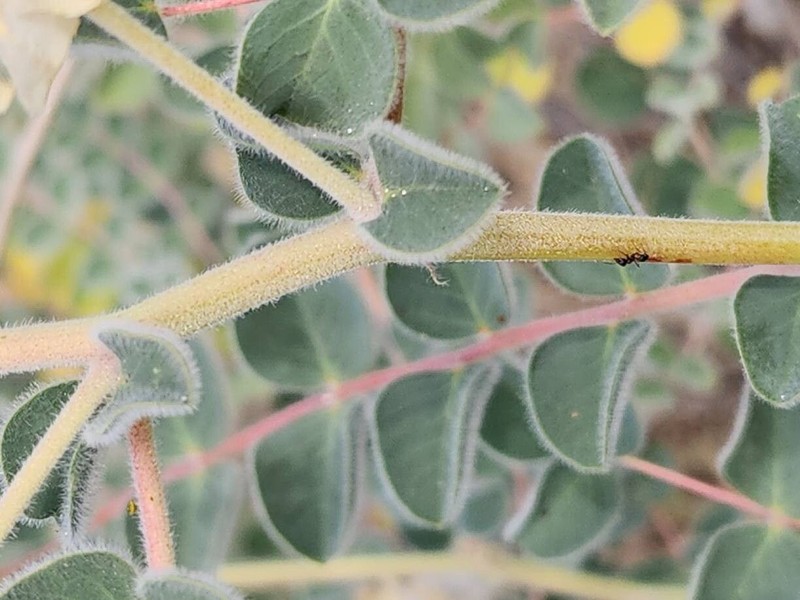 Astragalus obtusifolius photo 4