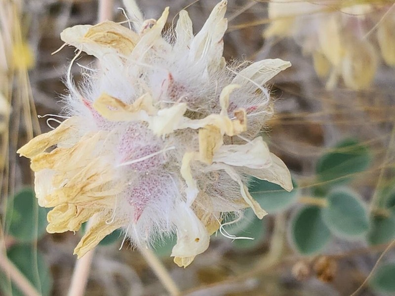 Astragalus obtusifolius photo 5