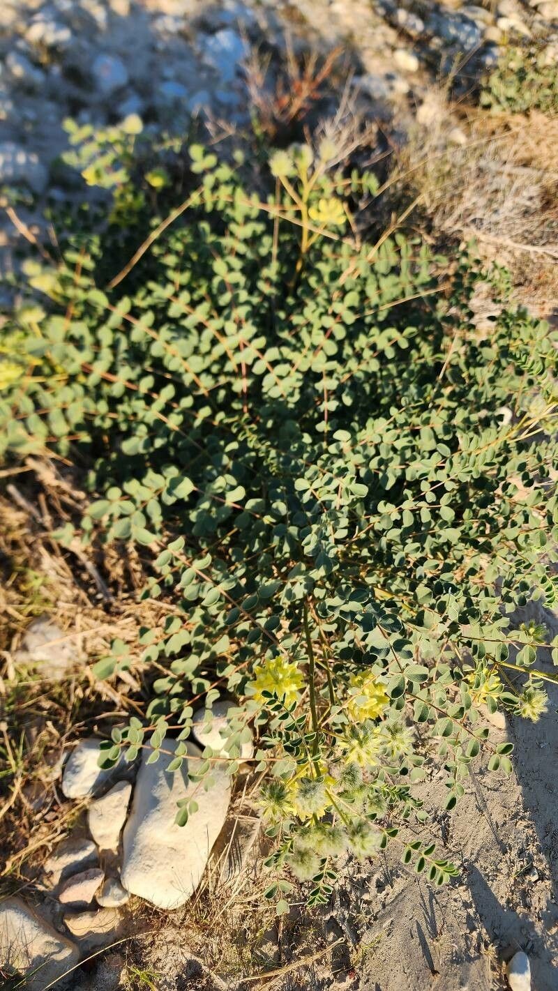 Astragalus obtusifolius photo 6