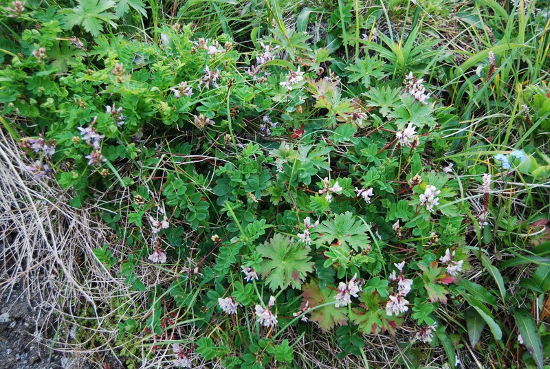 Astragalus ochotensis photo 4